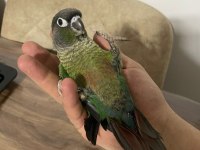 FULL EVCİL KONUR PAPAĞANI 81 İLE GÖNDERİM VAR