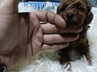 Gerçek Teacup Kore poodle bebekler