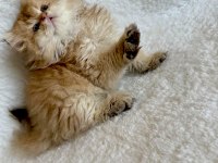 British longhair golden