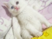 Her Renkten British Shorthair Yavrular