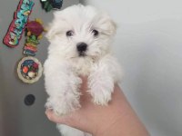 Terrier Yavruları