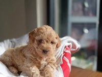 Irkının en güzeli dişi maltipoo bebeğim