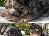 2 Aylık Erkek Merle Tan French Bulldog
