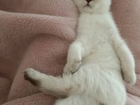 Son yavrumuz scottish straight lynx point