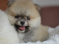 TEDDY BEAR POMERANİAN BEBEKLER