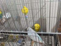 Çift Muhabbet Kuşlarım