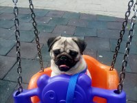 Gül kuyruk sıfır burun show kalite pug