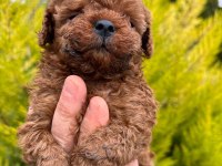 RED BROWN TOY POODLE YAVRULARIM 