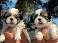 Shih tzu şitsu yavrular