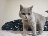 lilac erkek british shorthair