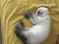 British Shorthair Blue Point Yavrular
