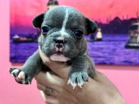 Fransız bulldog bebeklerim