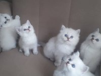 Herkesin Bir Kedisi Olmalı