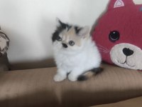 Sevimli exotic shorthair kızlar