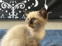 Birbirinden Güzel British Shorthair Bebeklerimiz