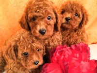 Kore Gen Toy Poodle Yavrular