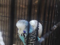 Maşallah show jumbo muhabbet kuşu damızlık ve yavrular