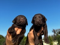 Labrador retriever yavrularımız