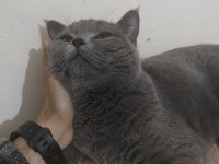 British shorthair oğluma gelin arıyorum