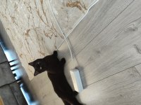 British shorthair ücretsiz dişi kedimiz