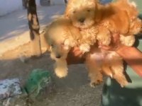 45 günlük erkek dişi maltipoo bebekler