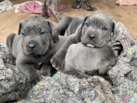 Cane corso blue yavrular