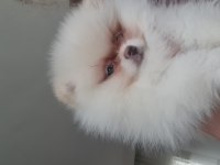 Pomeranian boo köpeğimiz
