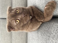24 kasım doğumlu scottish fold