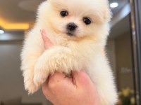 Pomeranian Boo 