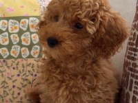 Poodle Yavrumuza Acil Yuva Arıyoruz