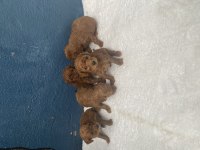 Sarkan Toy Poodle Köpeğimiz