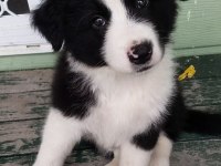 Border collie bebekler teslime hazır