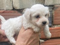 Maltese terrier yavrular ırk sağlık garantili