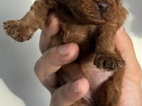 Orijinal kore toy poodle müthiş kalite