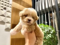 0 Boy Kore Güzeli Maltipoo Lina