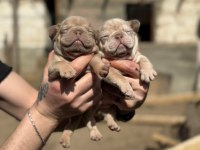 French bulldog yavrularımız