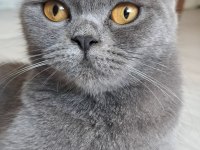 British shorthair 1,5 yaşında