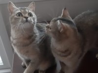 Black Golden British Shorthair prensesler