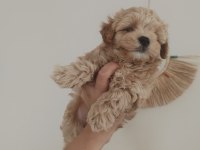 Kaliteli Maltipoo yavrular