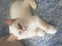 Safkan Ragdoll Yavrularımız Sahiplendirilecektir
