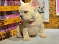 Egzotik renk french bulldog bebeklerimiz