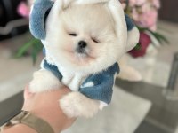 Pomeranian Boo Erkek Ayı Surat