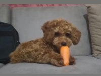 Maltipoo Bebekler