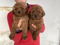 Red Toy Poodle Yavrular