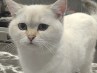 Güzel british shorthair kızımız sahiplendirilecek