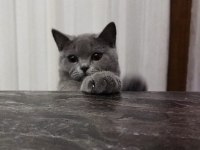 Uyguna british shorthair sahiplendirme