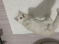 2,5 aylık british longhair