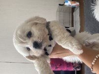 Teslime hazır Maltipoo yavrularımız