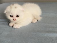 2 tane British Shorthair 1 tane Scottish Fold