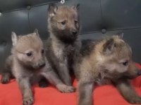 Wolf Dog Gerçek Kurt